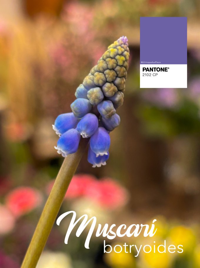 Fleurs de février photo 4